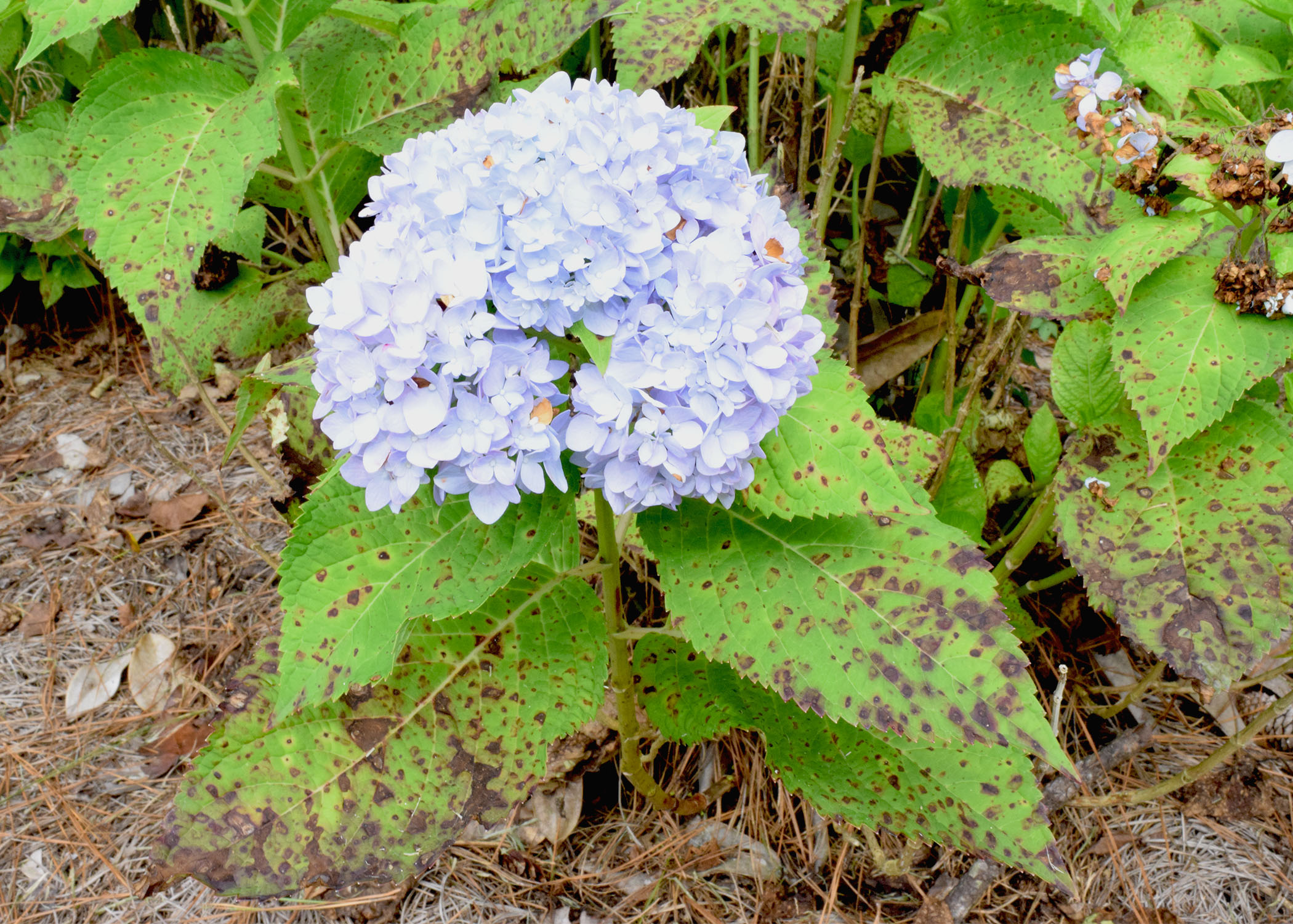 Cercospora Leaf Spot on Hydrangea